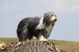 BEARDED COLLIE 266